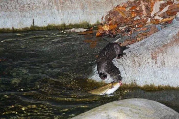 网友野外偶遇不明生物,野外偶遇小水獭
