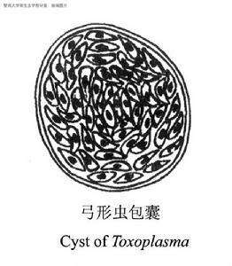 爱猫的妇女,养猫的女孩怀孕前要做什么检查