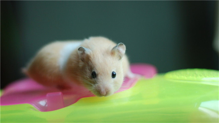 仓鼠伪冬眠用吹风机吹结果没有用,仓鼠伪冬眠醒了以后怎么办