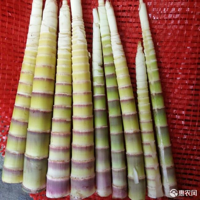 熊猫竹笋吃法,熊猫笋子吃完吃什么