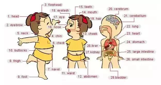 推荐家长为孩子收藏｜史上最全各类物件英语词汇图！