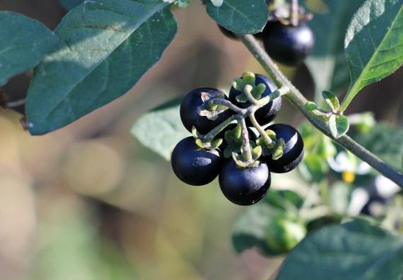 儿时的水果龙葵,龙葵儿时的回忆