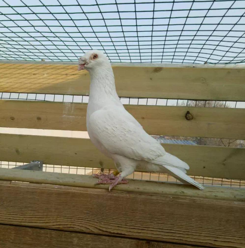 同窝鸽子体型差距大该怎么办？