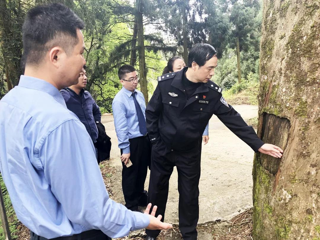 一棵红豆杉图片,一棵红豆杉