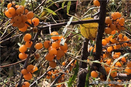 盆栽沙棘叶蔫了怎么回事,沙棘干枯是什么原因