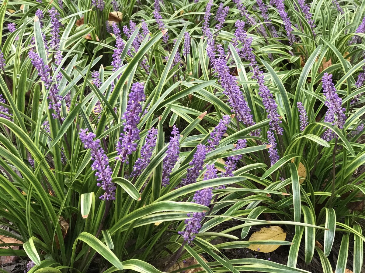 100种常见园林图鉴,列举20类不同的园林花卉