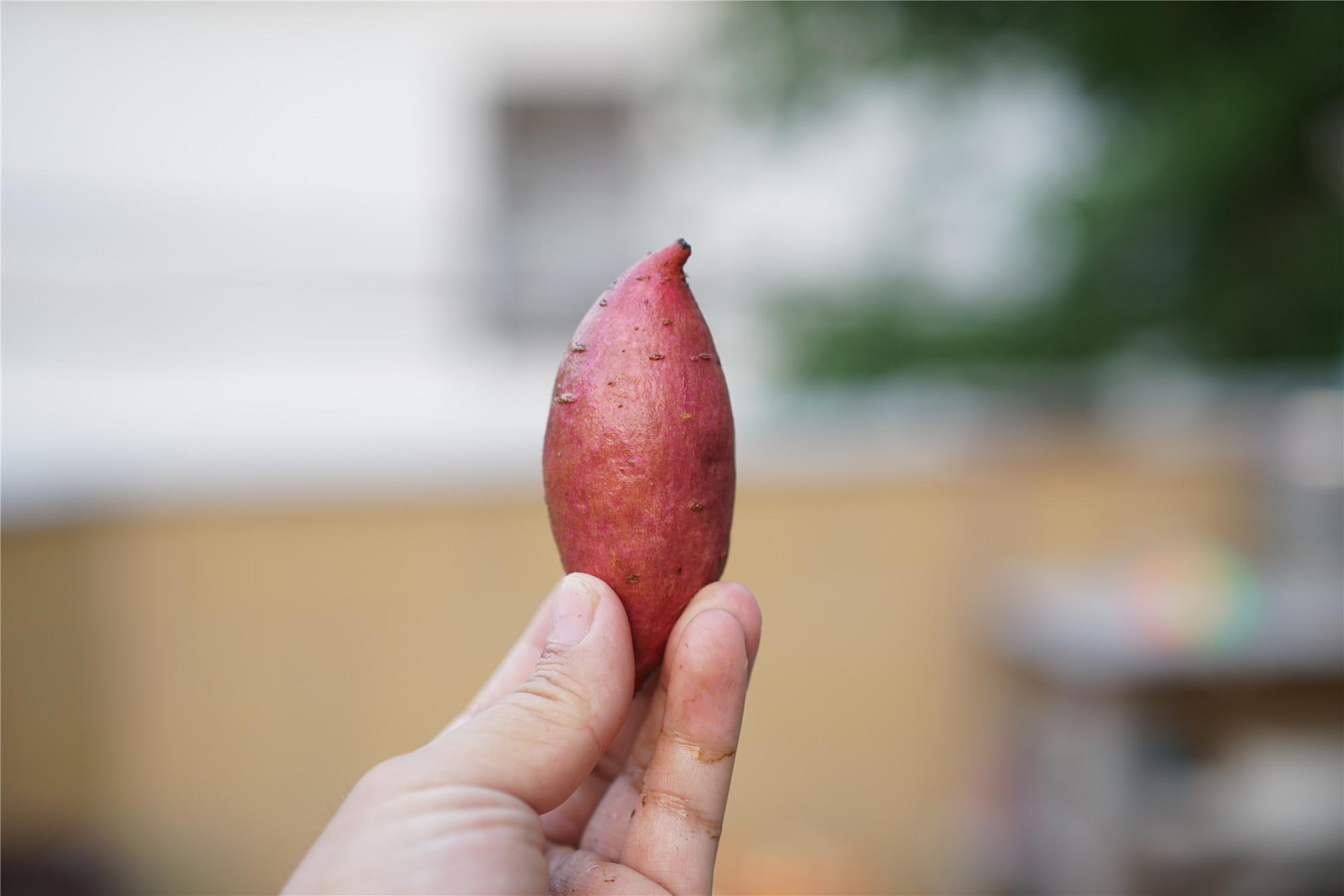 飞利浦亮白电动牙刷好用不,飞利浦电动牙刷2471哪个模式好用