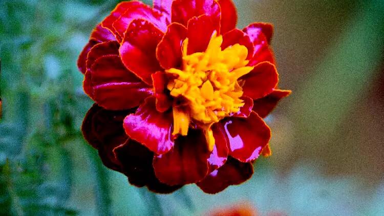 孔雀草叶,孔雀草花色艳丽