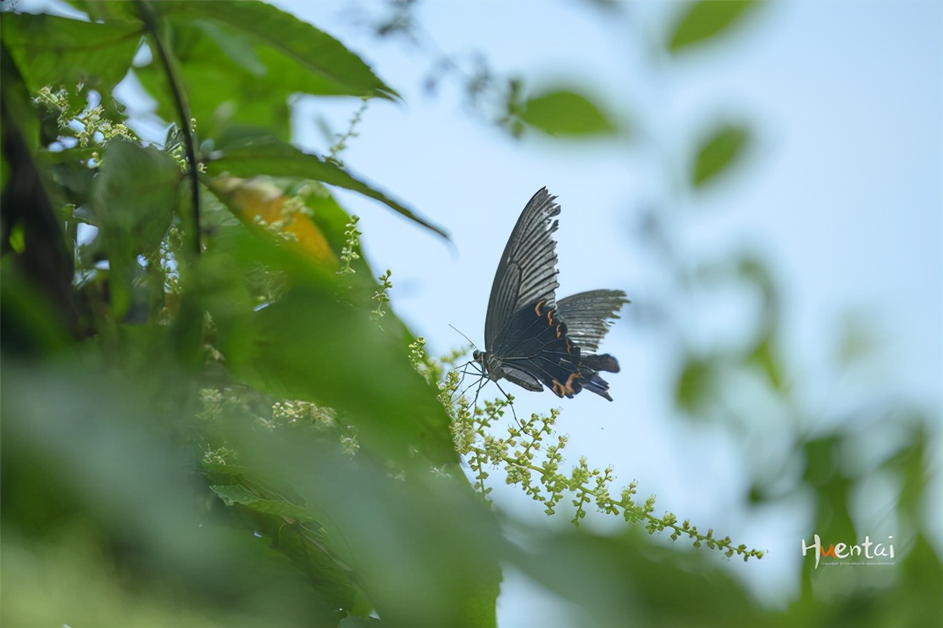 莲花佛国池州,九华山莲花佛国图片