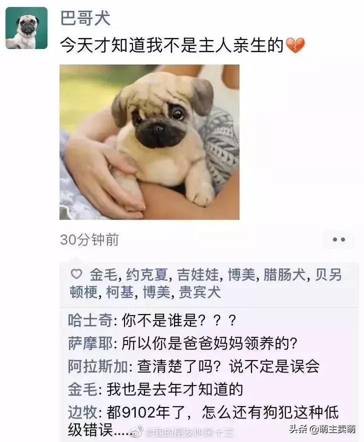 狗拟人化的性格,各种狗狗拟人化