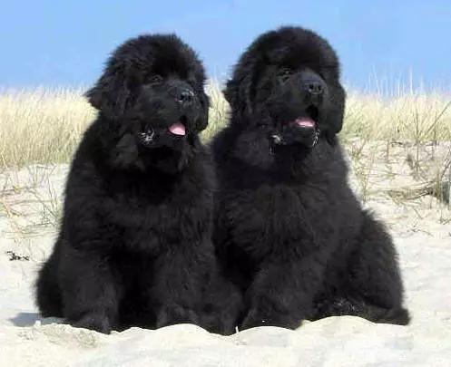 45种狗狗,45种狗狗很难得一见你认识几种