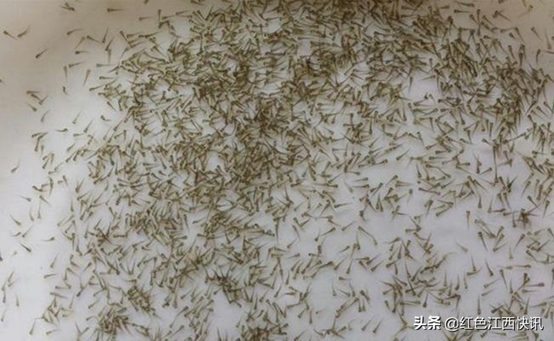 段元星的“泥鳅经”：育苗养殖一条龙脱贫路上“加速度”