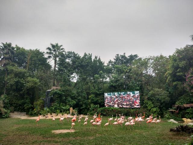 广州长隆野生动物世界二日游,广州长隆野生动物世界步行游览区