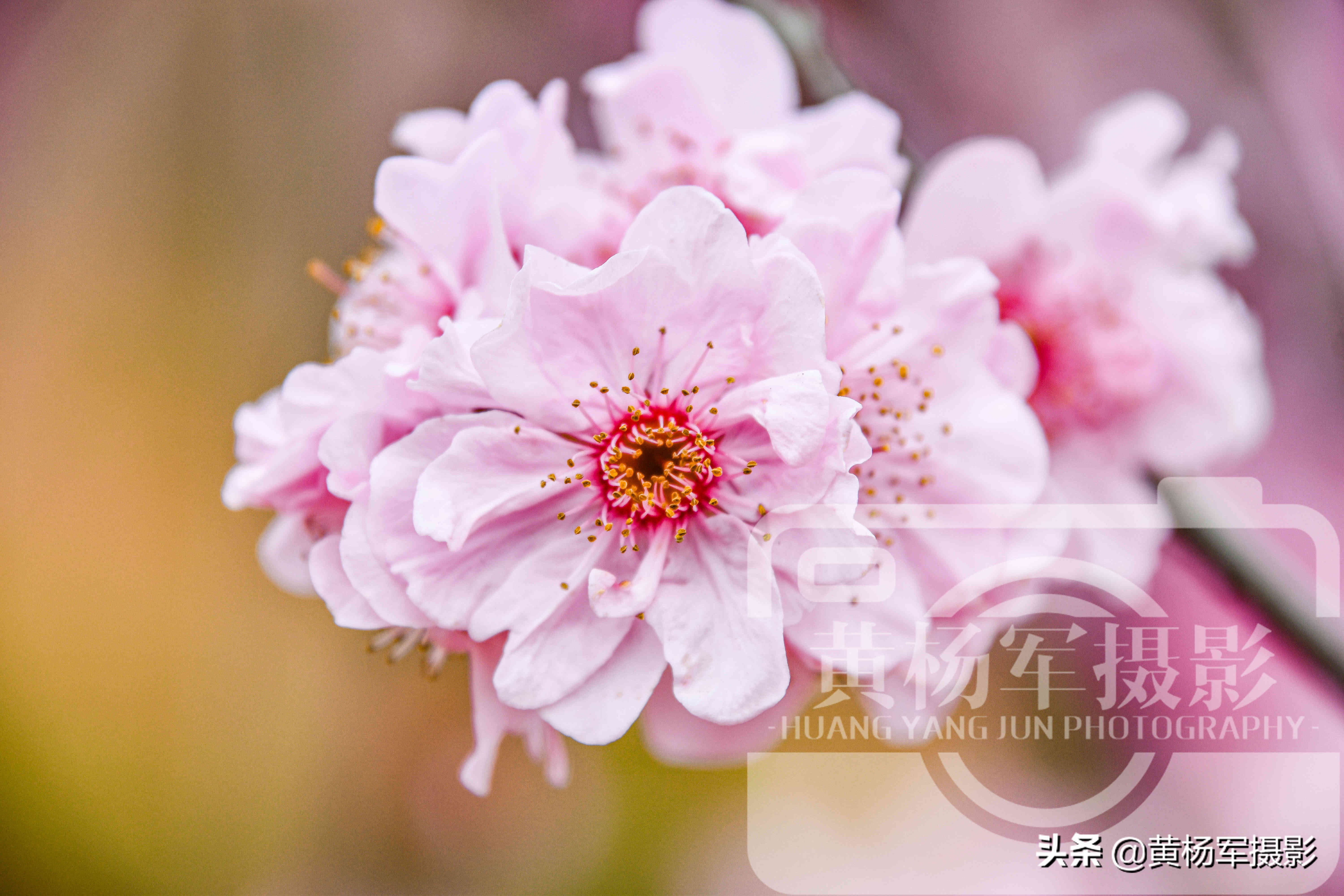 最漂亮的春天梅花图片,最好看的四季梅花