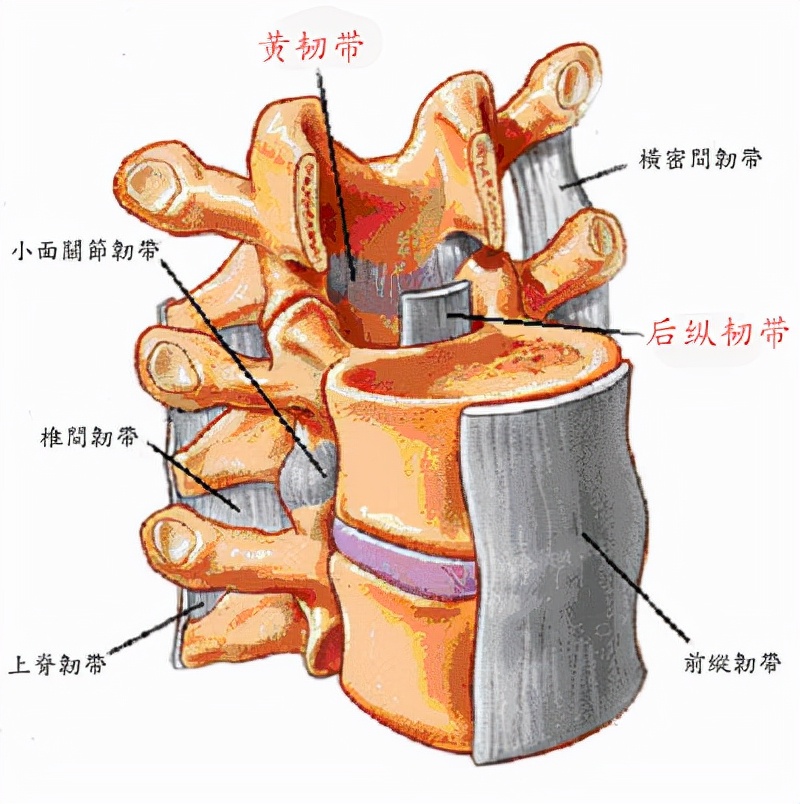 腰椎微创手术后腰椎的状态,腰椎间盘微创手术后腰椎曲度变直