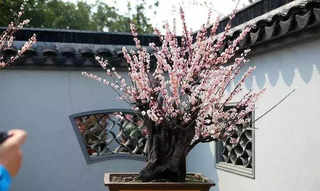 什么木本花好养,4种花超耐旱好养