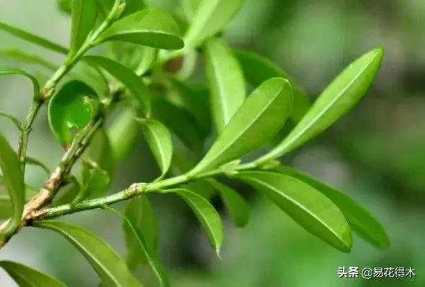 瓜子黄杨珍珠黄杨雀舌黄杨哪种好,黄杨雀舌和黑珍珠区别