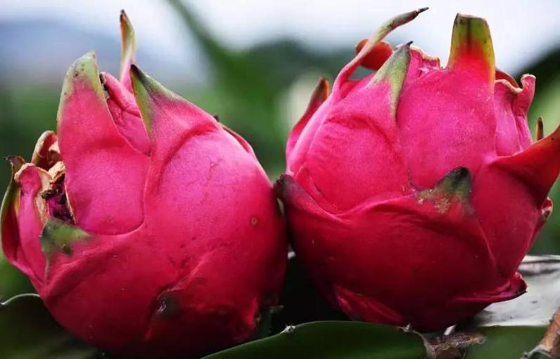 火龙果怎样买是最好的,红心火龙果怎么买新鲜又便宜