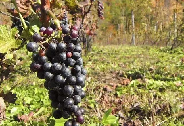 北海道葡萄酒兑什么好喝,北海道葡萄酒