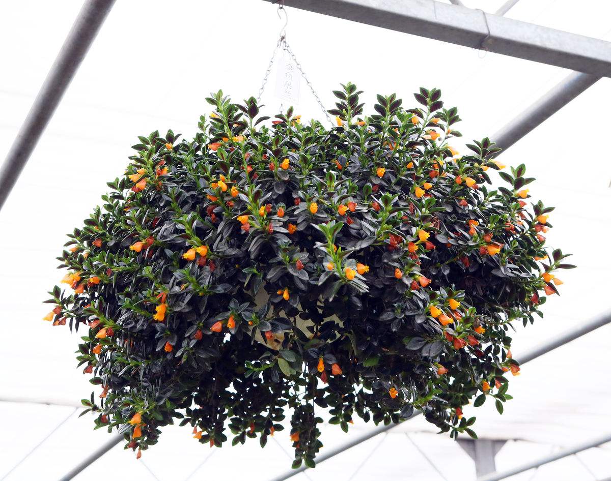 小金鱼吊兰怎么往下长,金鱼吊兰小金鱼