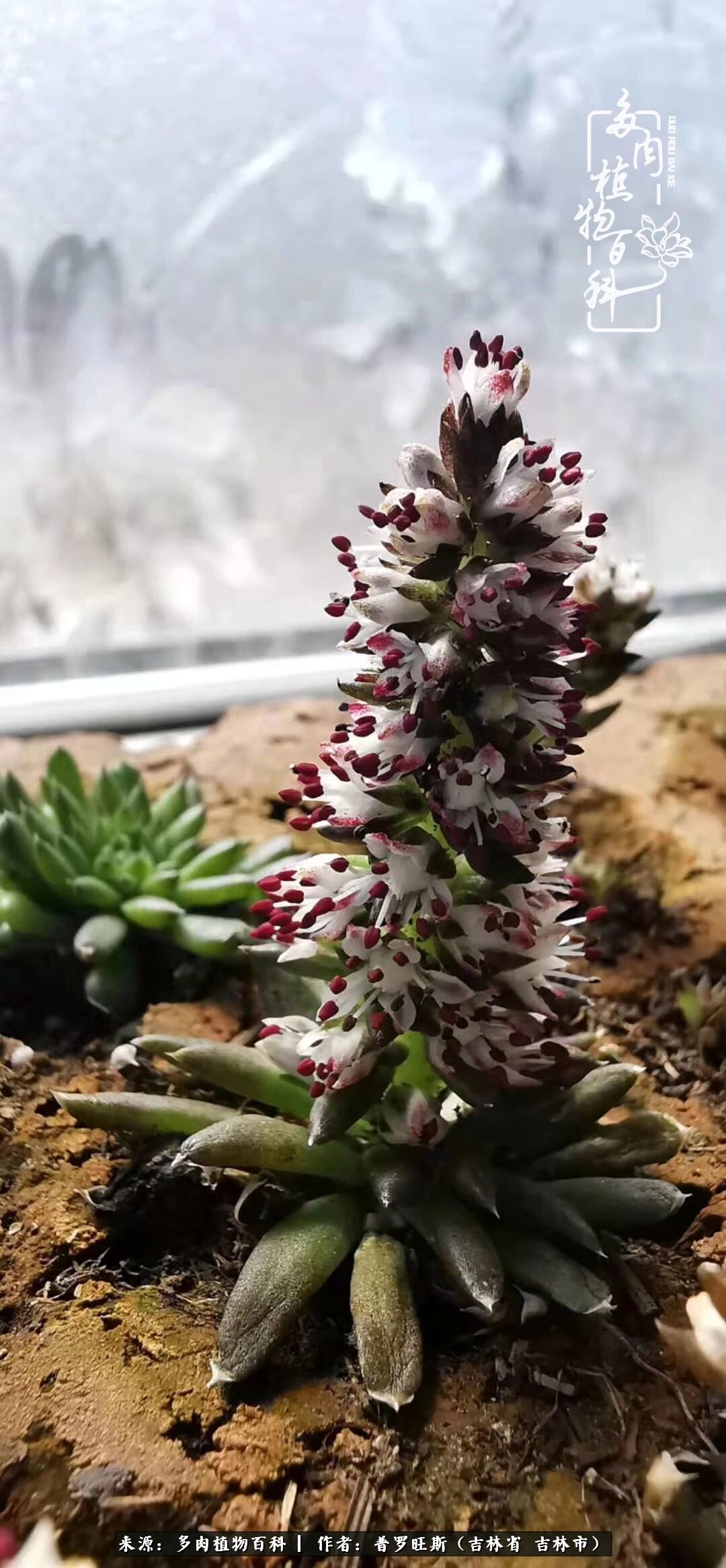 日日勤服侍，日日勤拂拭！服侍花儿，就是拂拭心灵