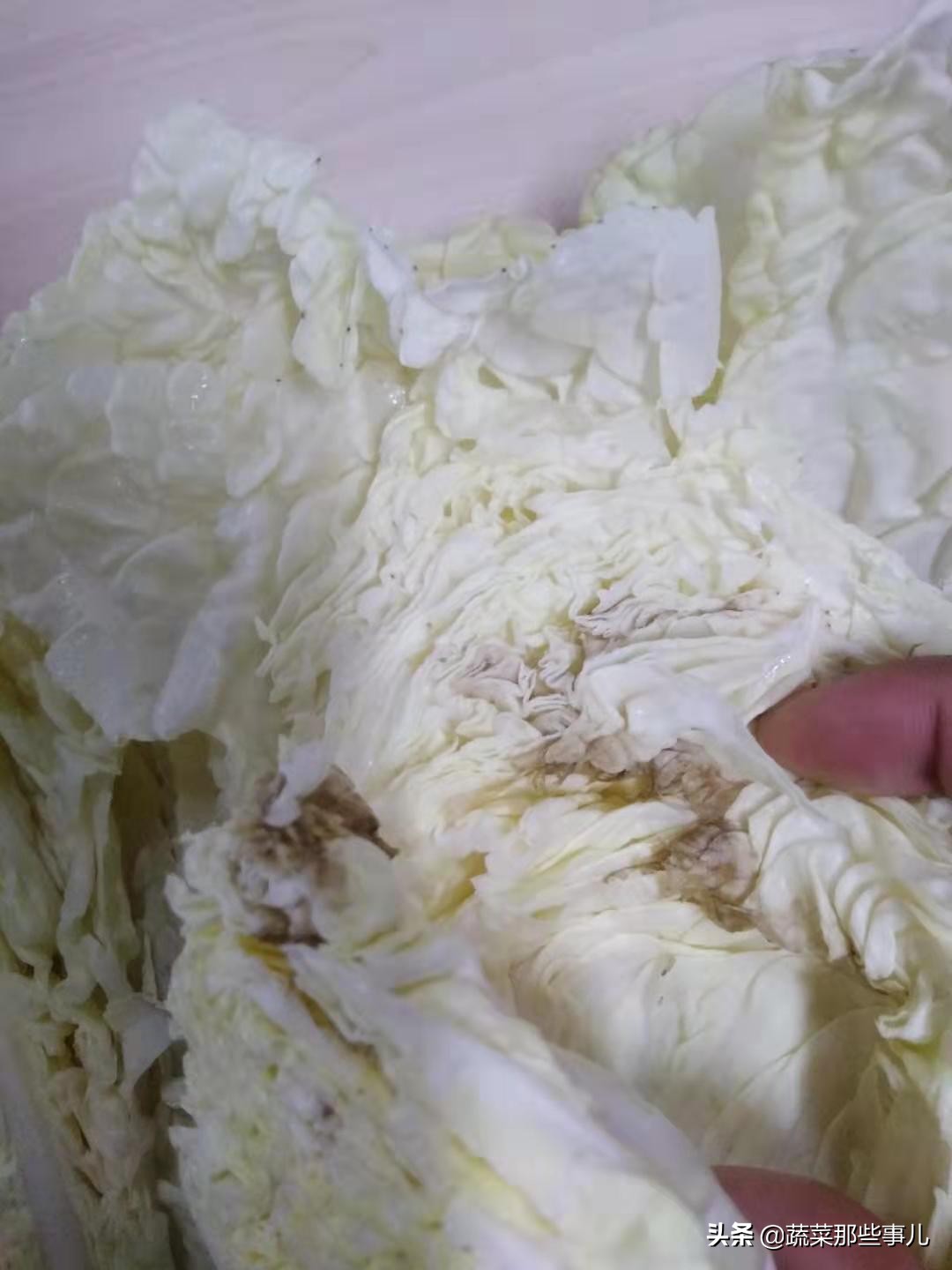 预防白菜虫害,预防娃娃菜开花