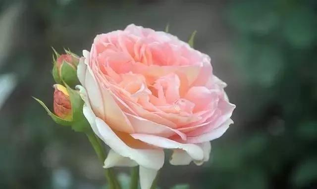 100种玫瑰图片大全,100种玫瑰鲜花你认识吗