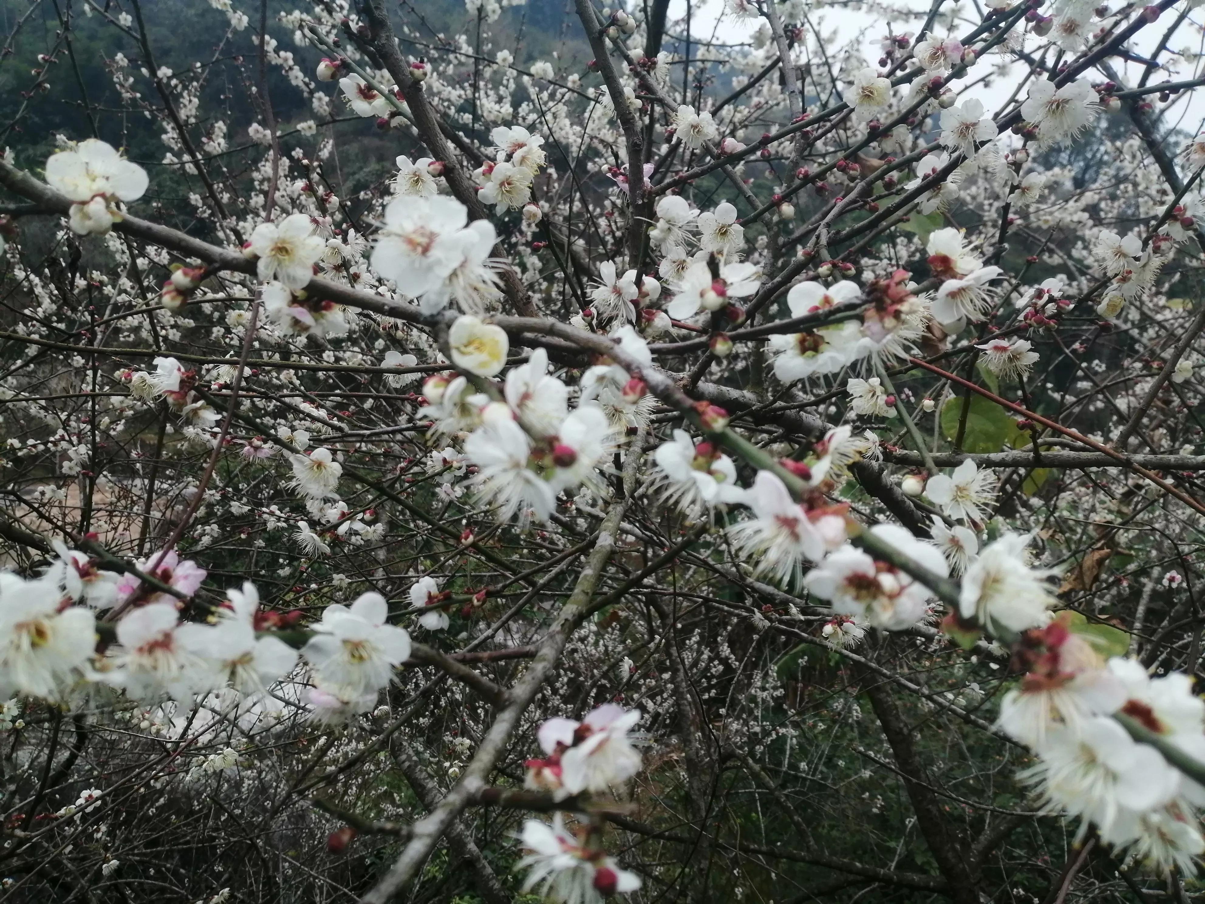 蜂群如何预防蚂蚁和蟑螂又不伤蜂,蜂箱内有蟑螂和蚂蚁怎样防治