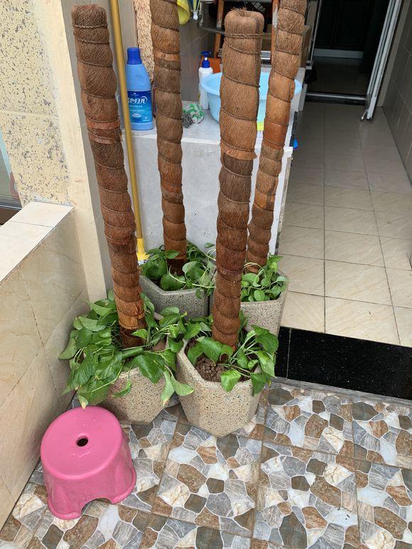 绿萝修剪是剪新枝条还是老枝条,绿萝的枝叶和根系可以修剪吗