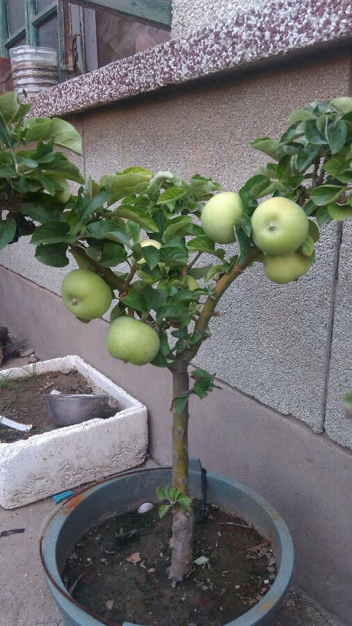 阳台盆栽水果大收获,阳台盆栽水果秋天下什么肥料