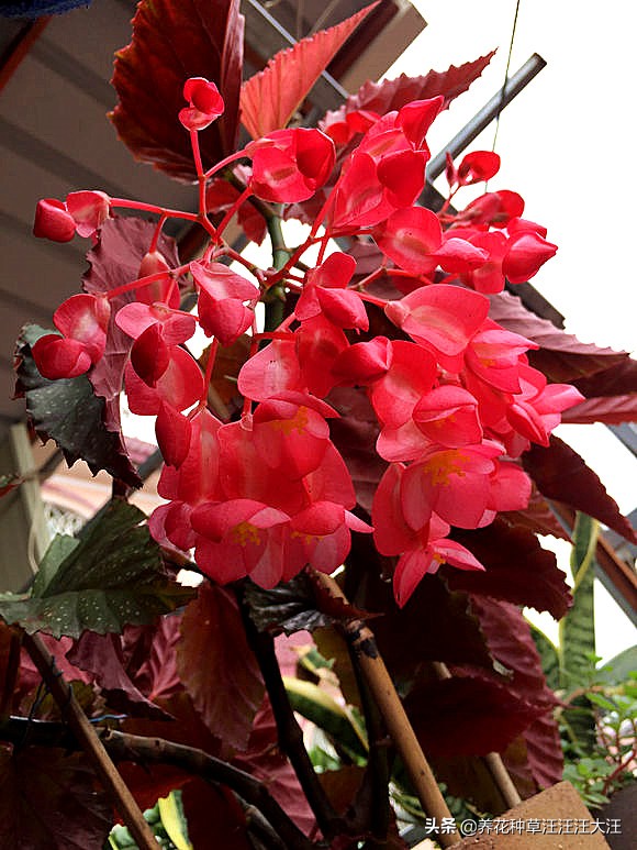 竹节海棠掉花怎么办,竹节海棠为什么爱掉花朵