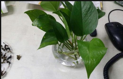 绿萝怎样养才不烂根和黄叶,绿萝如何浇水可以防止烂根黄叶