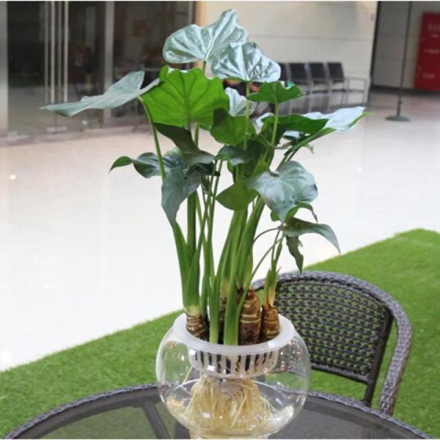 怎么养护滴水观音,养护滴水观音