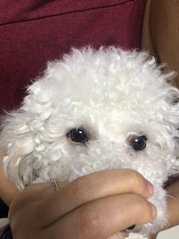 比熊泪痕严重四大办法轻松消除,比熊有泪痕可以滴人的眼药水吗