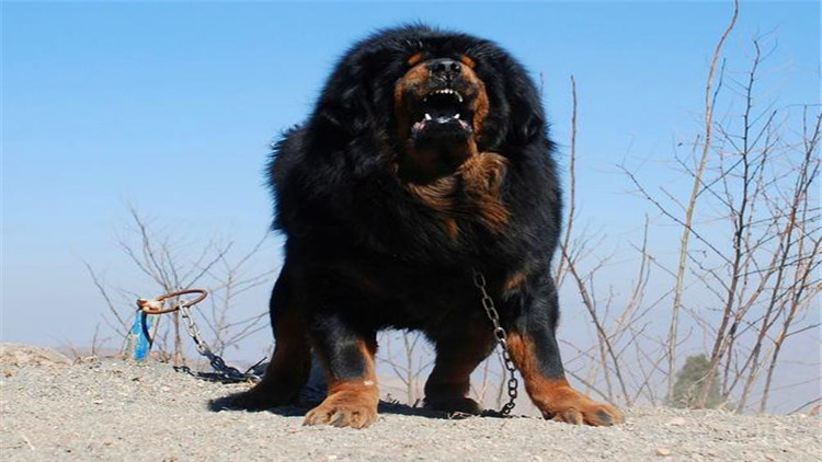 藏獒怎么训成凶猛狗,藏獒的饲养方法和训练