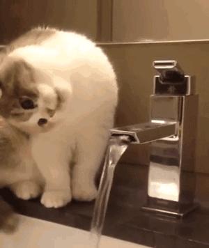 猫咪能明白人在哭吗,猫咪长大了一点为什么还总是叫