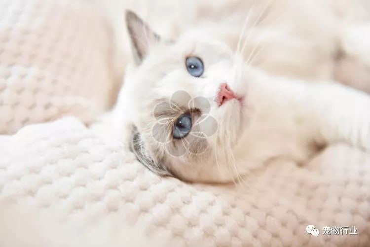 猫头部神经疾病,猫脑神经受损的原因