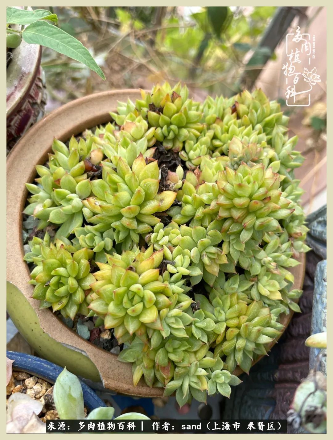 多肉垂落下去该怎么办,多肉在三伏天怎么度夏