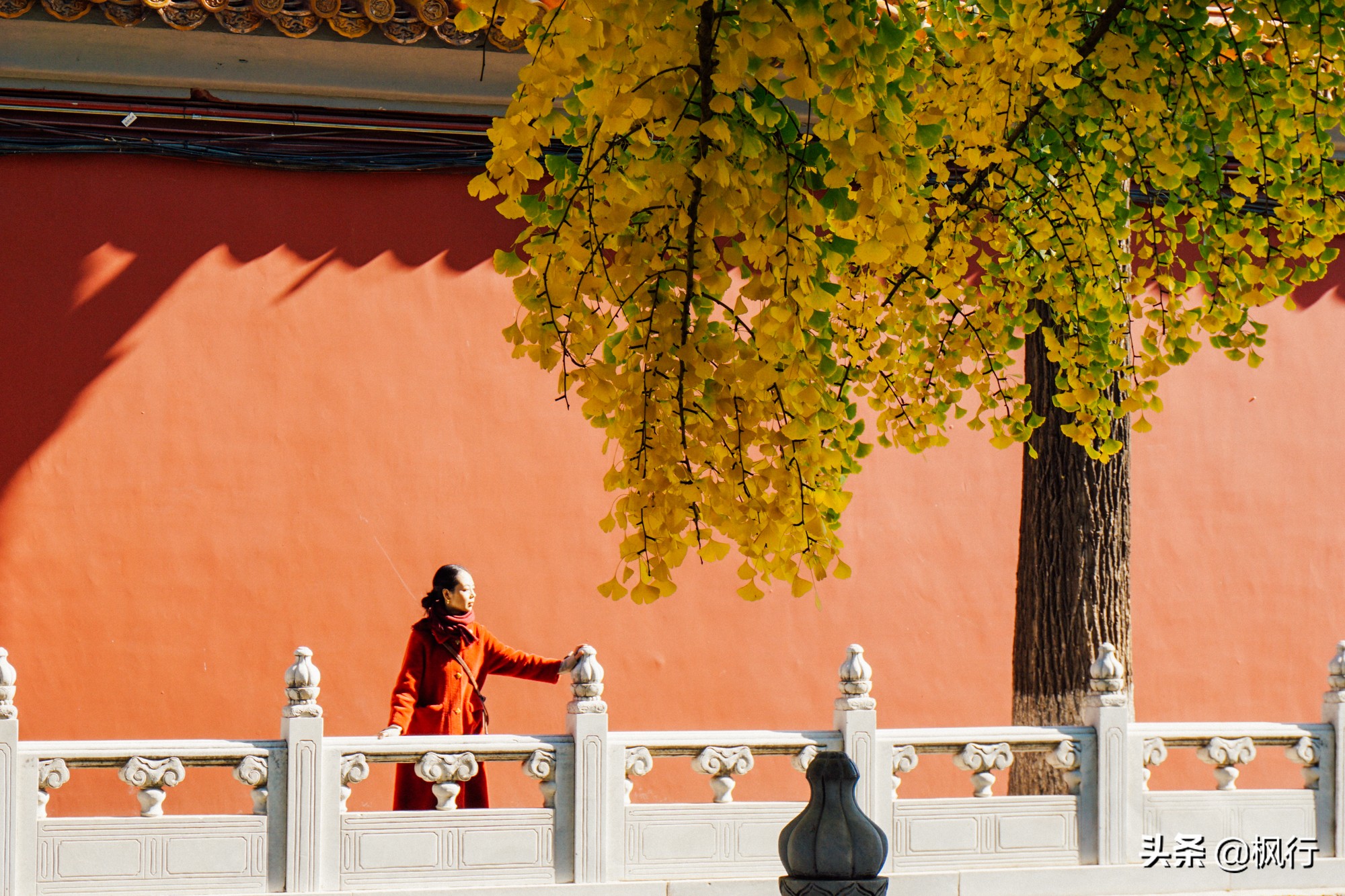 北京18个看银杏的好地方在哪,北京八大处看银杏攻略