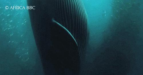 闈掑矝鏃呮父缃戠孩缇庨鎵撳崱鎺ㄨ崘,娴锋磱鍔ㄧ墿娴峰簳涓栫晫鎵撳崱