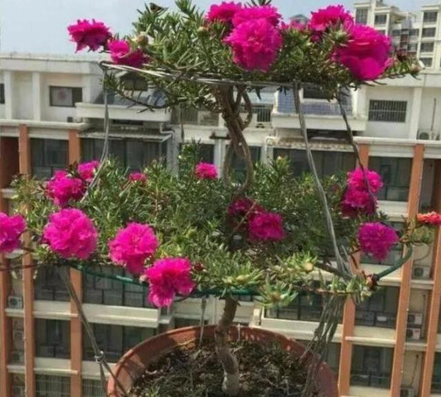 马齿苋如何用来洗白发,马齿苋能黑发吗