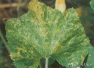 南瓜在种植过程中怎样预防病虫害,南瓜病虫害怎样防治效果好