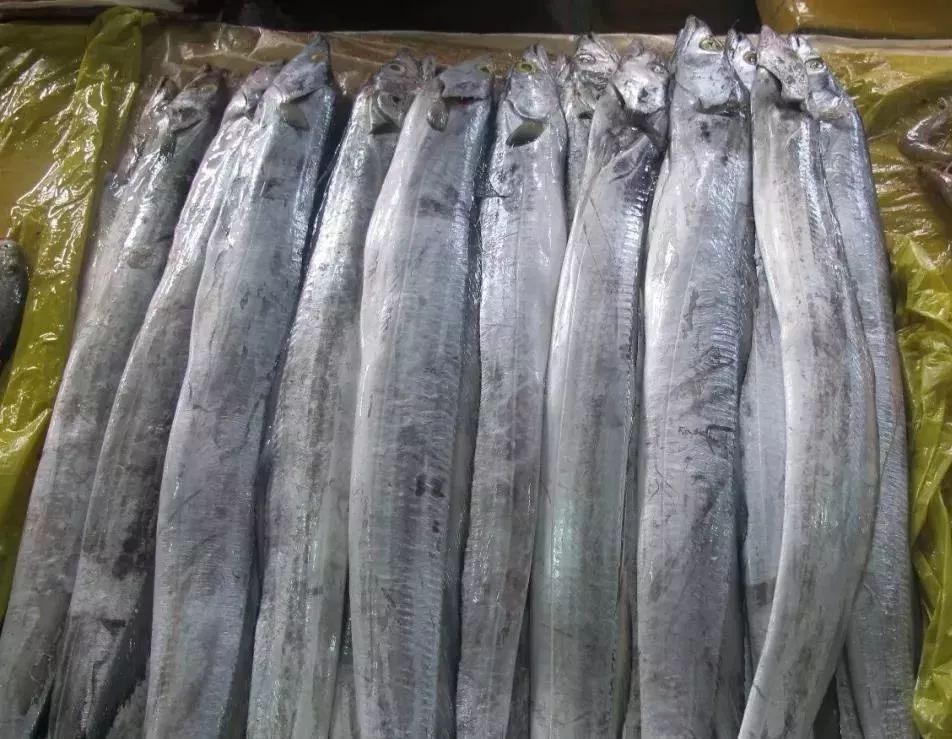 挑选带鱼老渔民教你看4点,如何挑选带鱼的正确方法