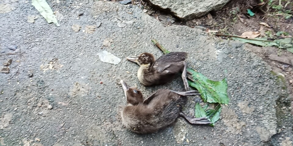 鸭站不起来是什么病怎么治疗,鸭瘫痪的原因及治疗方法