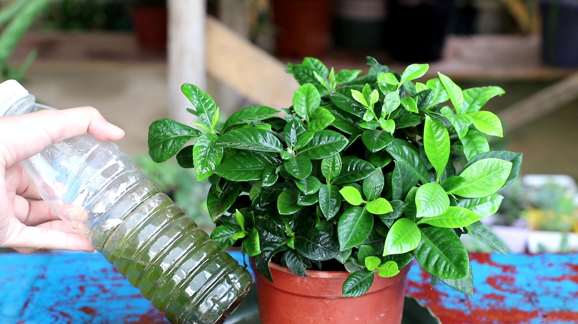 栀子花黄叶掉花苞该怎么办,栀子花几种黄叶现象