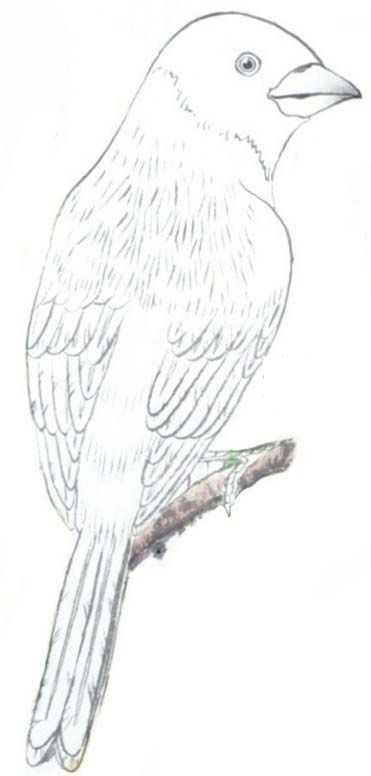 工笔画蜡嘴鸟的染色步骤,工笔画入门教程步骤图勾线