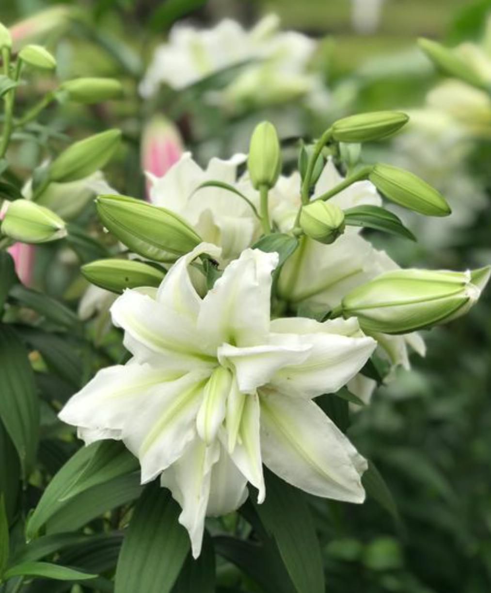 百合花怎么养才能使它开花不长高,百合花怎么养花期长得快