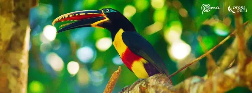 原来秘鲁的历史有那么长长长长长长长长长