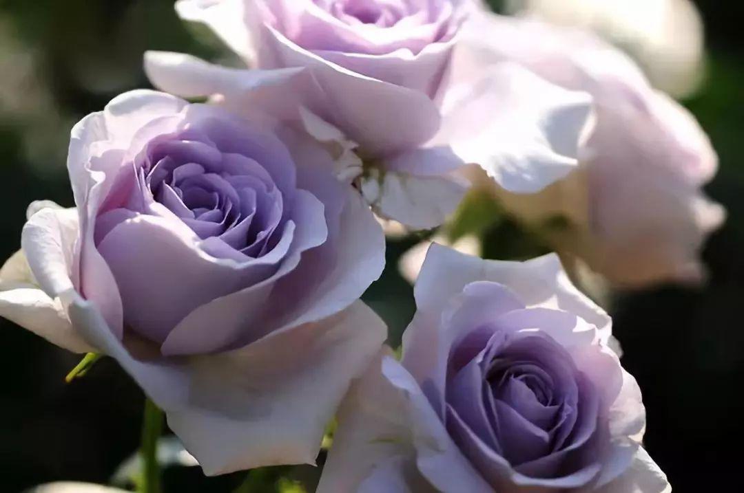 蓝色妖姬浪漫情怀,蓝色妖姬忧郁蓝调