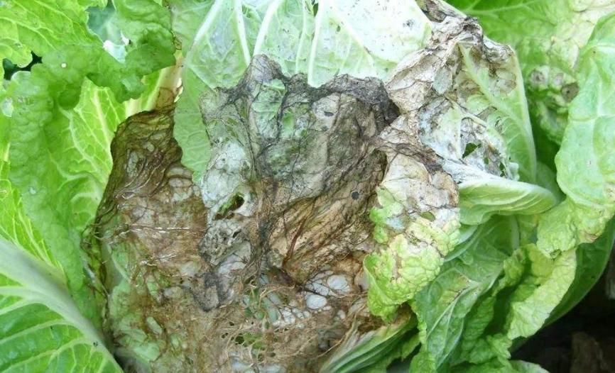 白菜烂心软腐病用什么药,教你一招解决白菜软腐病